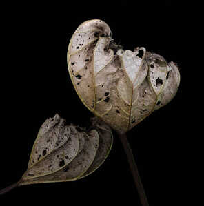 P1140432 copy web