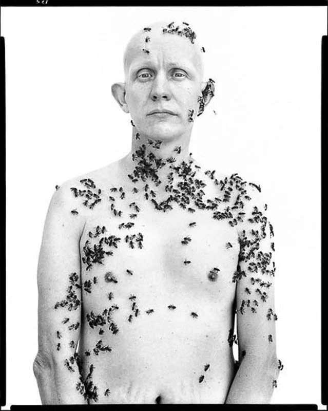 avedon bees avedon bees